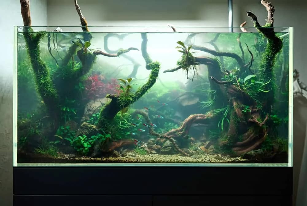 cloudy aquarium water