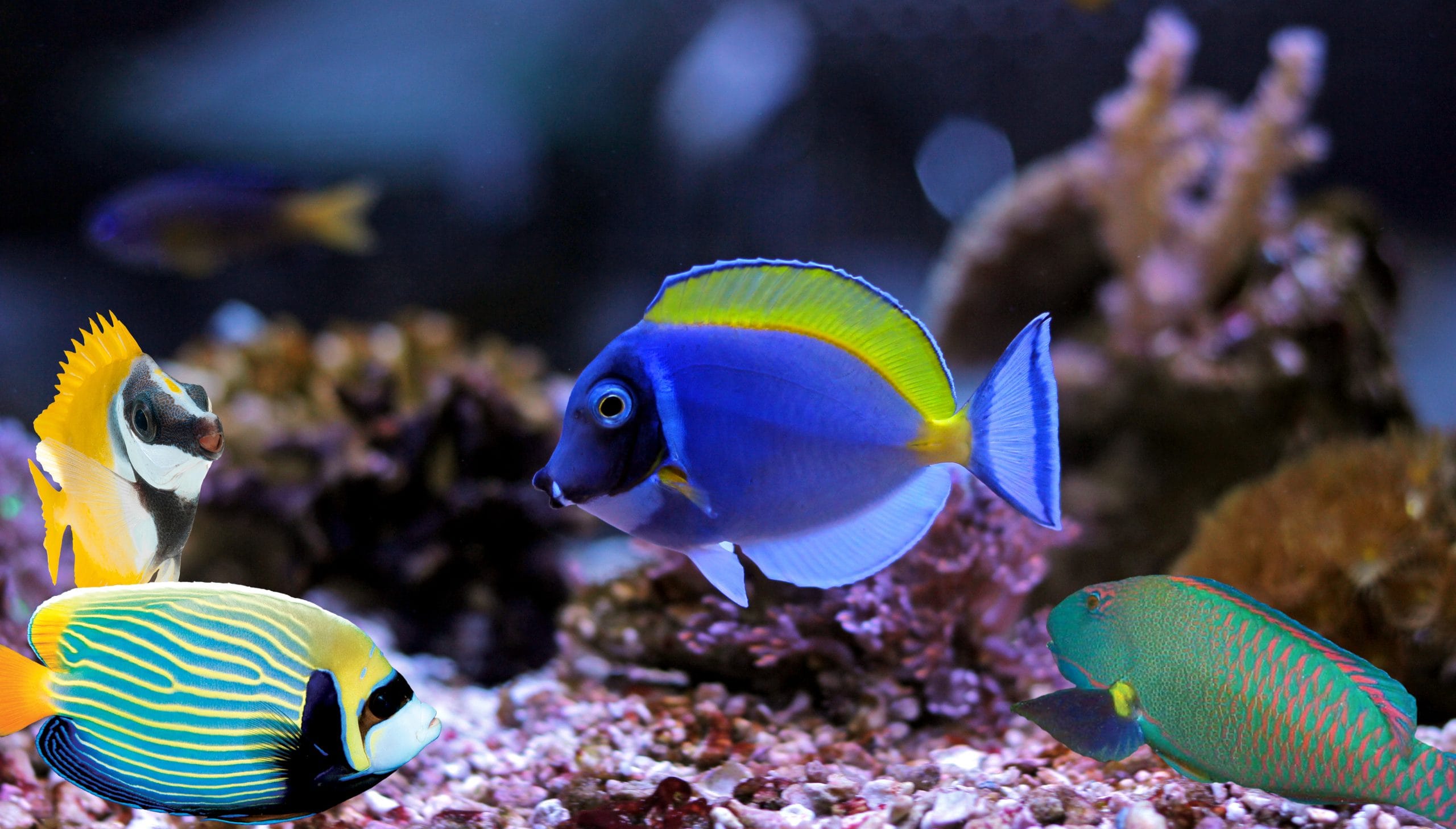 saltwater fishes