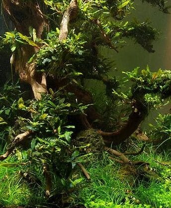 vertical planted tank