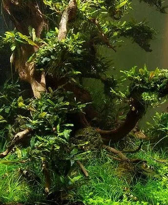 vertical planted tank