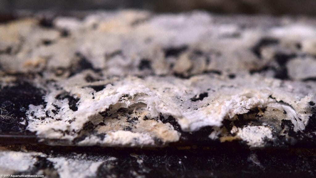Mineral deposits on aquarium glass and heater caused by high GH and TDS in Delhi NCR water