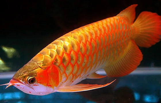Feng shui Arowana dragon fish aquarium setup by ProHobby Delhi NCR