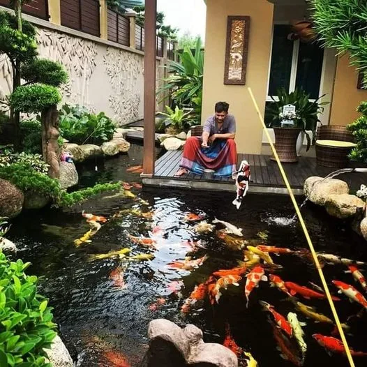 Koi fish care India — large orange and white koi being hand fed in a clear outdoor pond