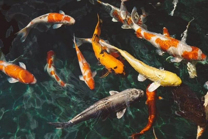 Koi fish vastu aquarium for prosperity and longevity — ProHobby Delhi NCR