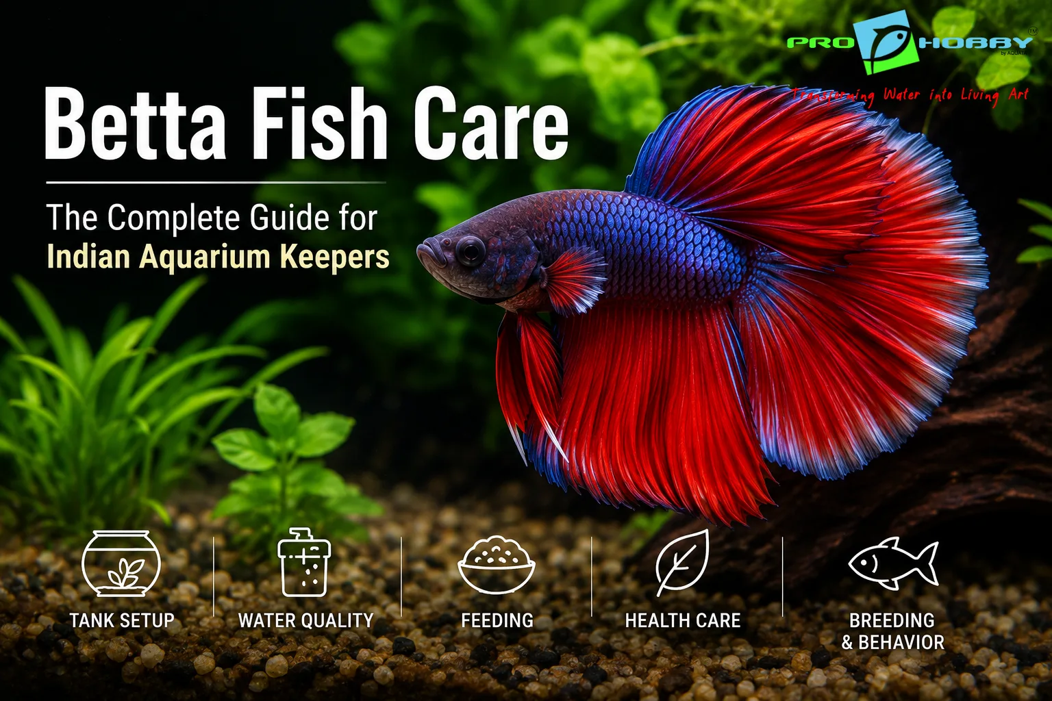 betta fish care complete guide