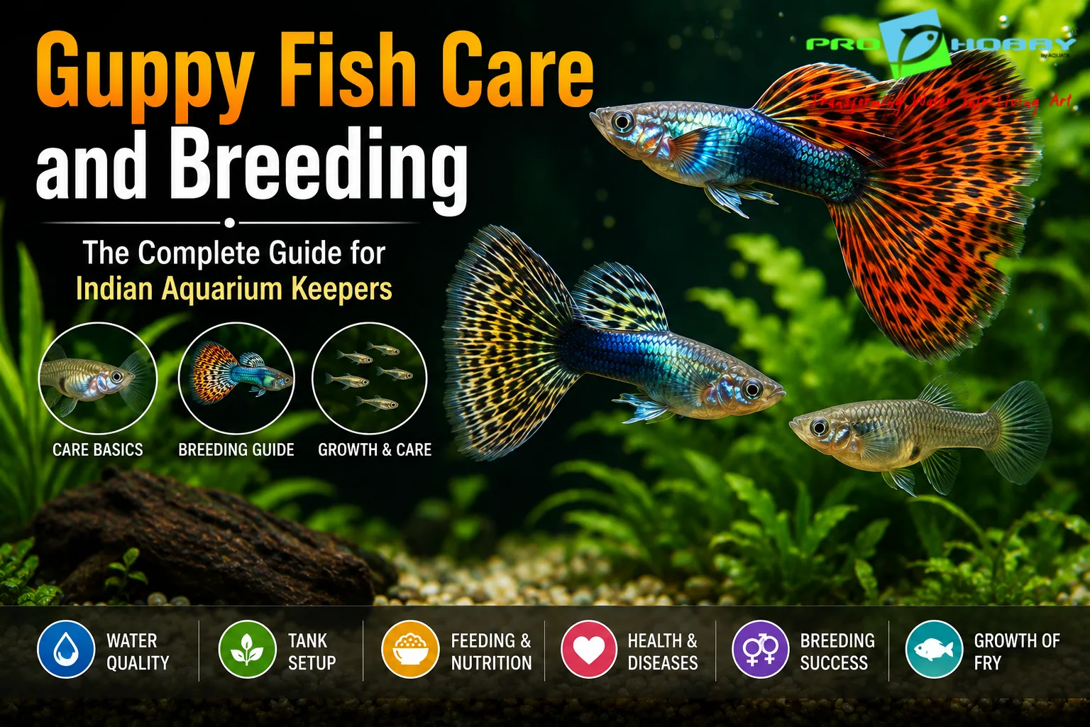 Guppy Fish Care and Breeding Complete India Guide