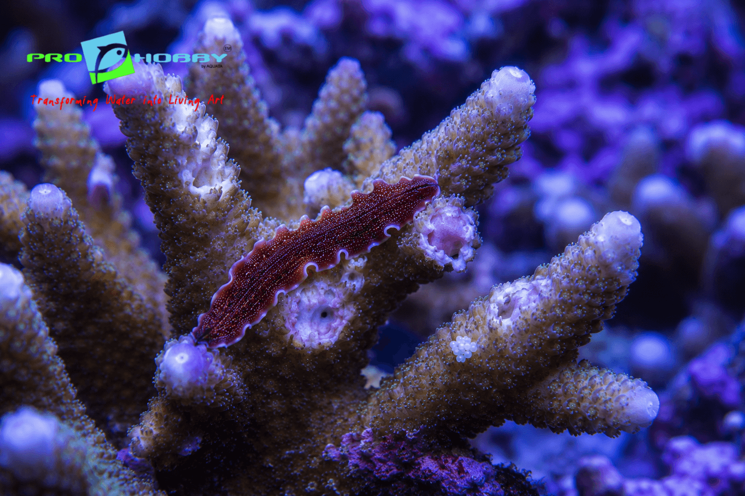 marine flatworms treatment