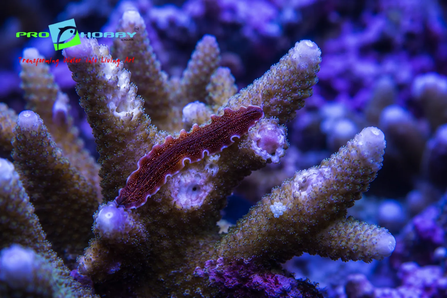 marine flatworms treatment