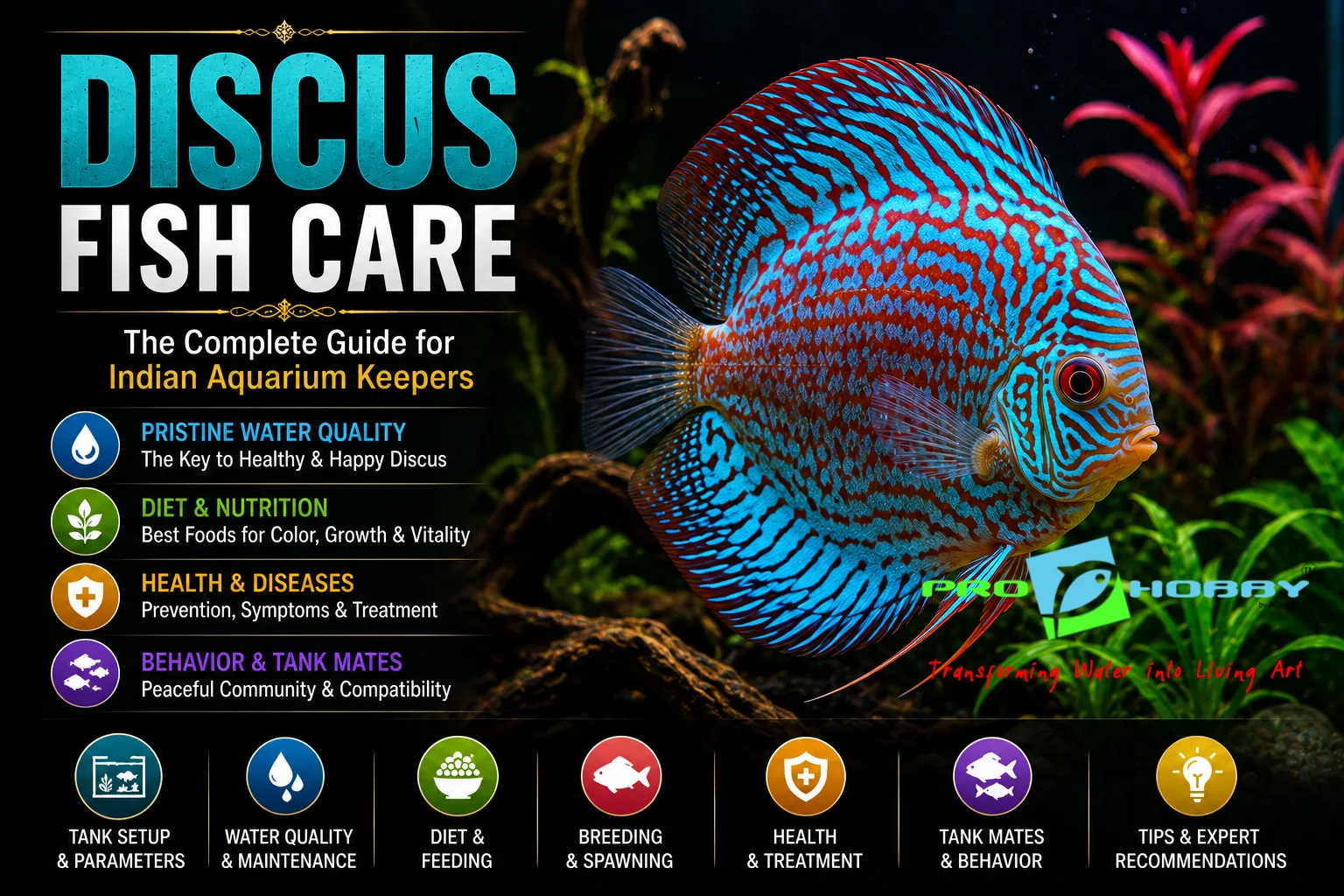 discus fish care complete guide