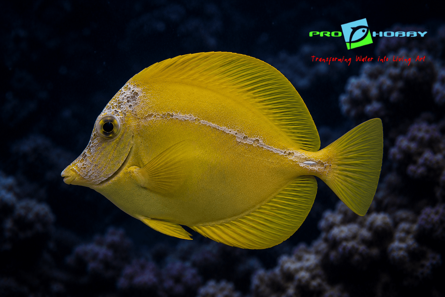 Head and Lateral Line Erosion in Marine Fish
