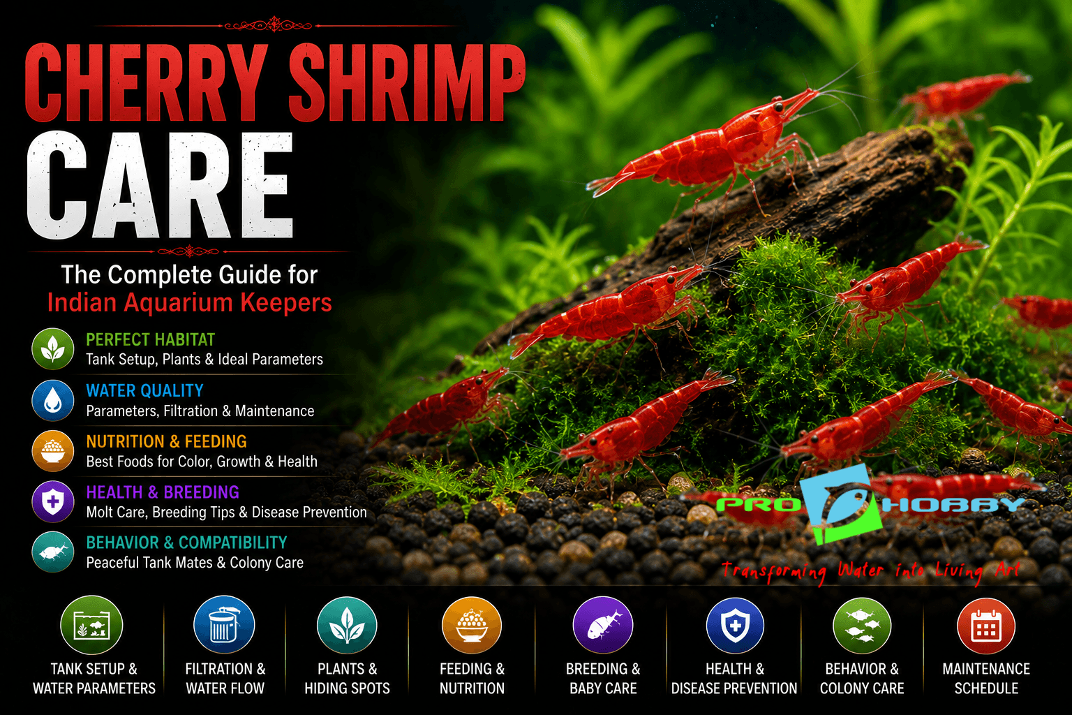neocardinia shrimp care india