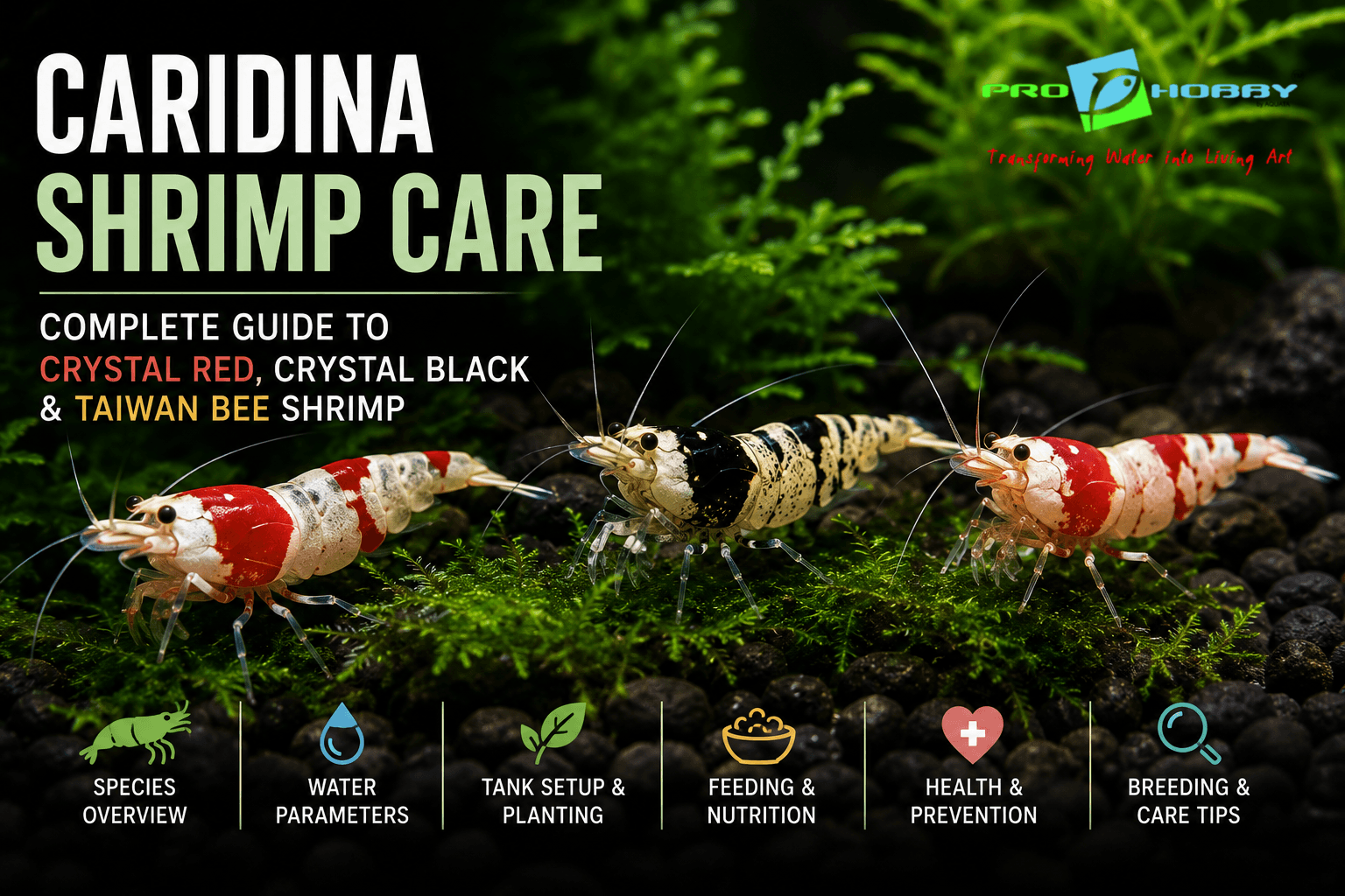 caridina shrimp care