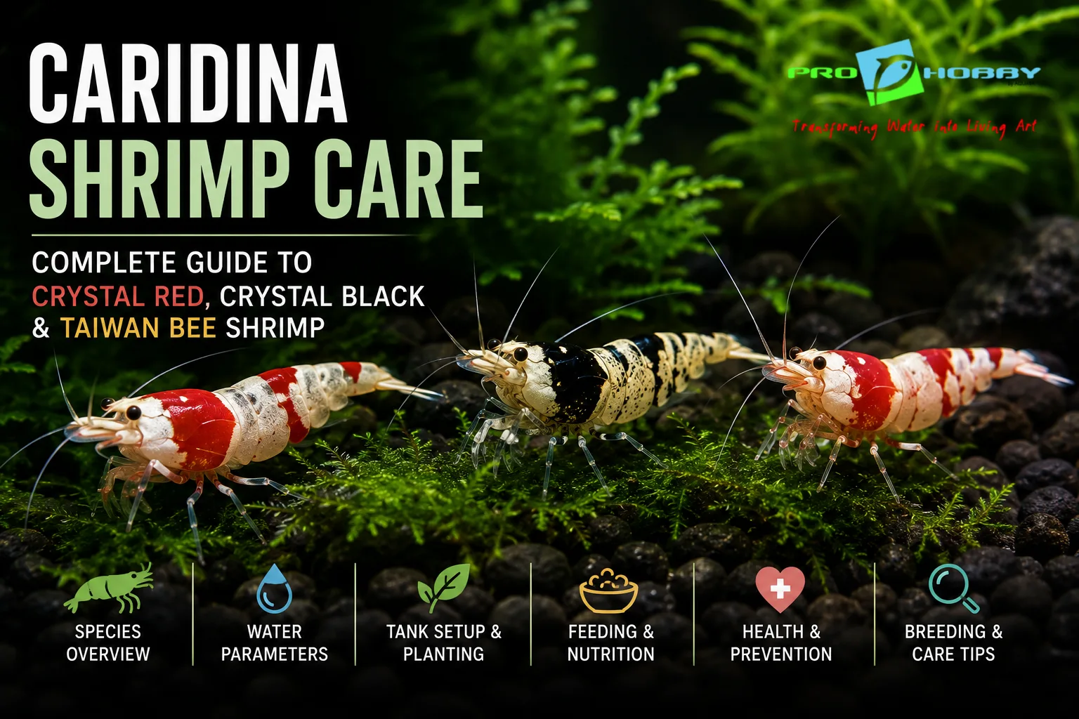 caridina shrimp care