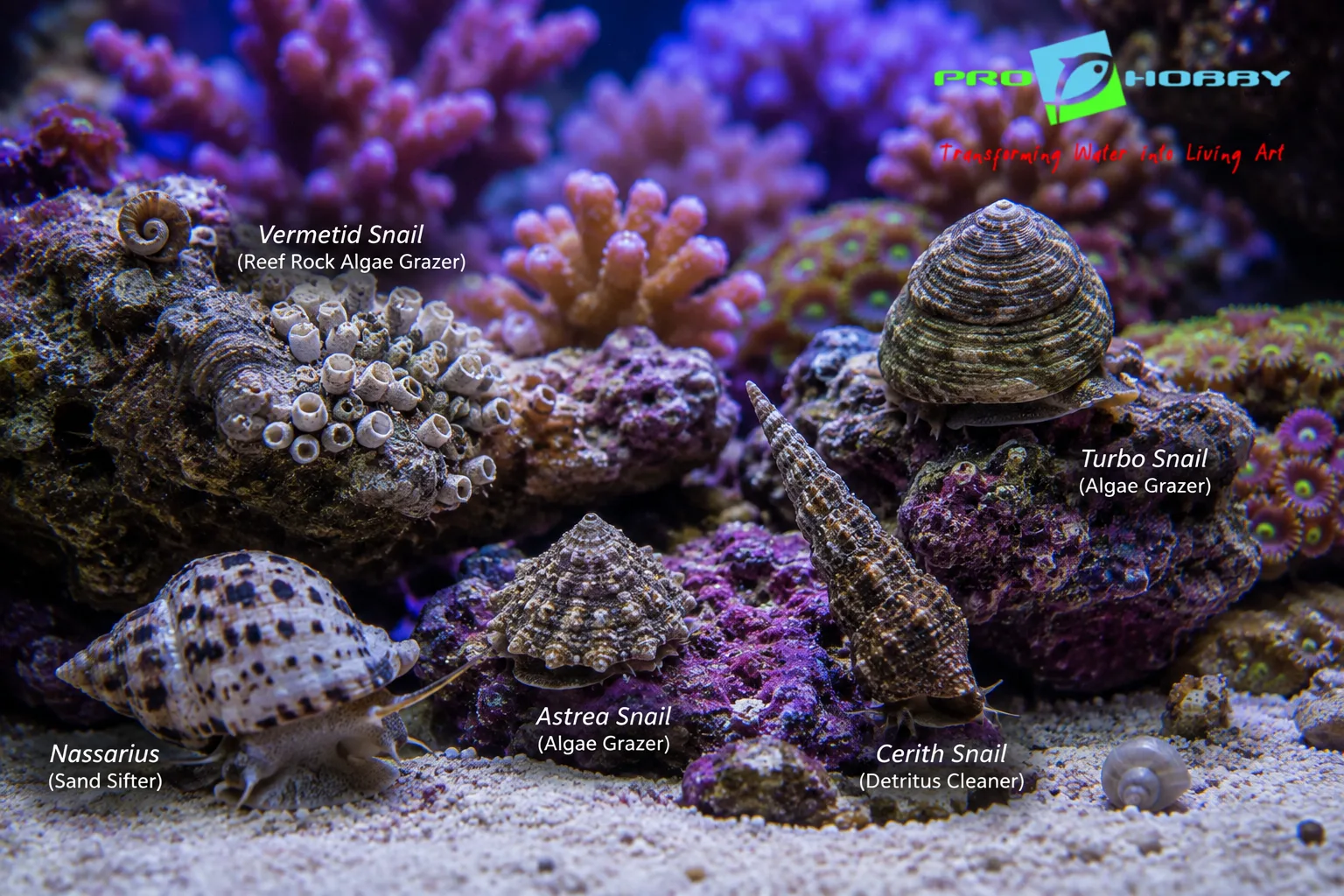 marine reef snails